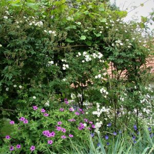Rambling Rector Potted UK Rose - Image 3