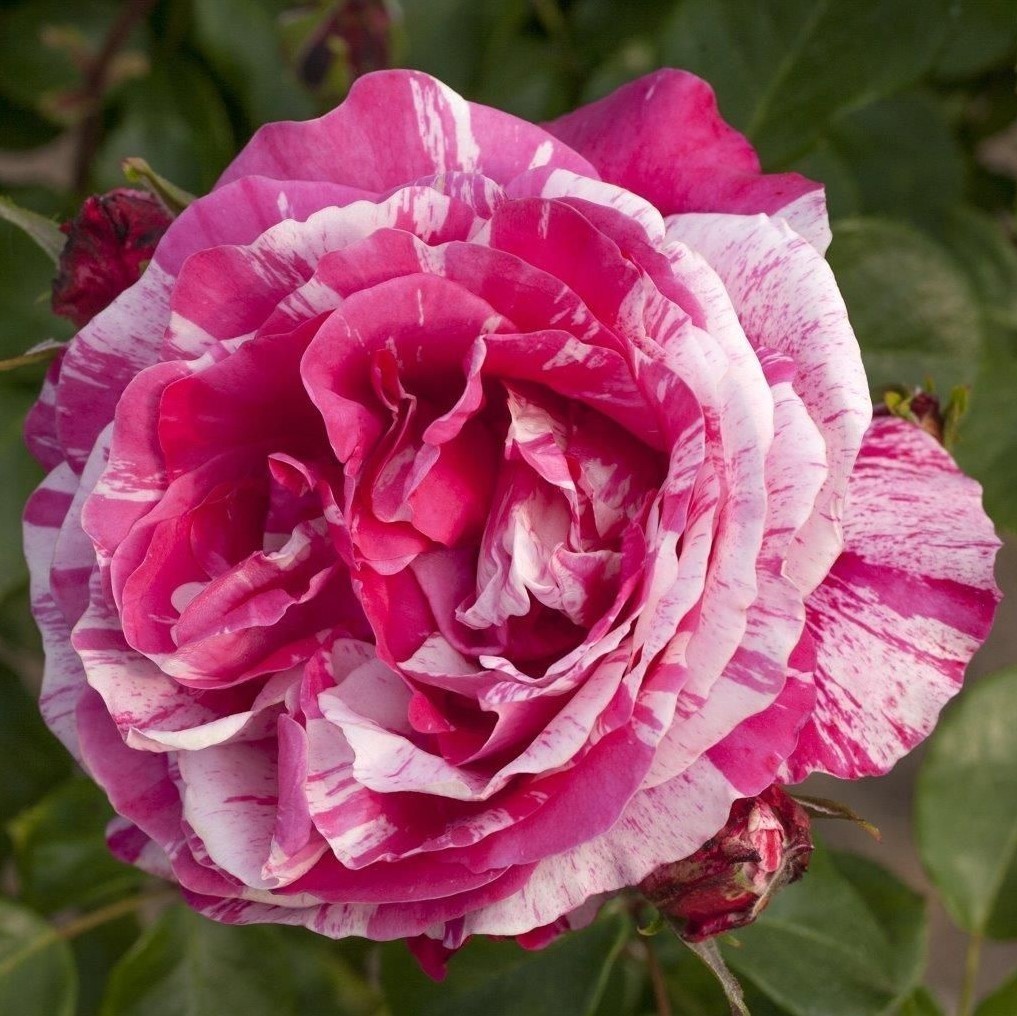 Raspberry Cream Twirl UK Potted Rose Colin Gregory Roses Ltd Raspberry Cream Twirl UK Potted Rose Colin Gregory Roses Ltd
