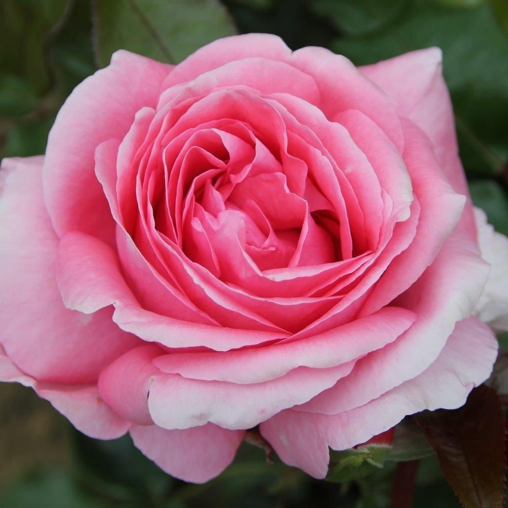 Special Anniversary Climbing UK Potted Rose - Colin Gregory Roses Ltd