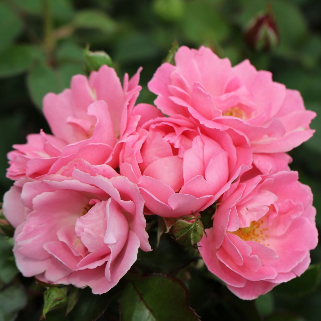 Surrey UK Potted Rose - Colin Gregory Roses Ltd