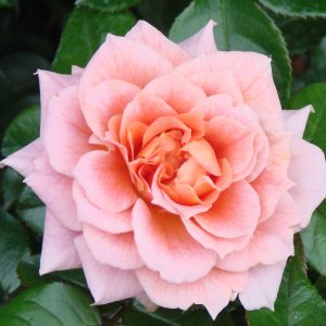 Jean UK Potted Rose - Image 3
