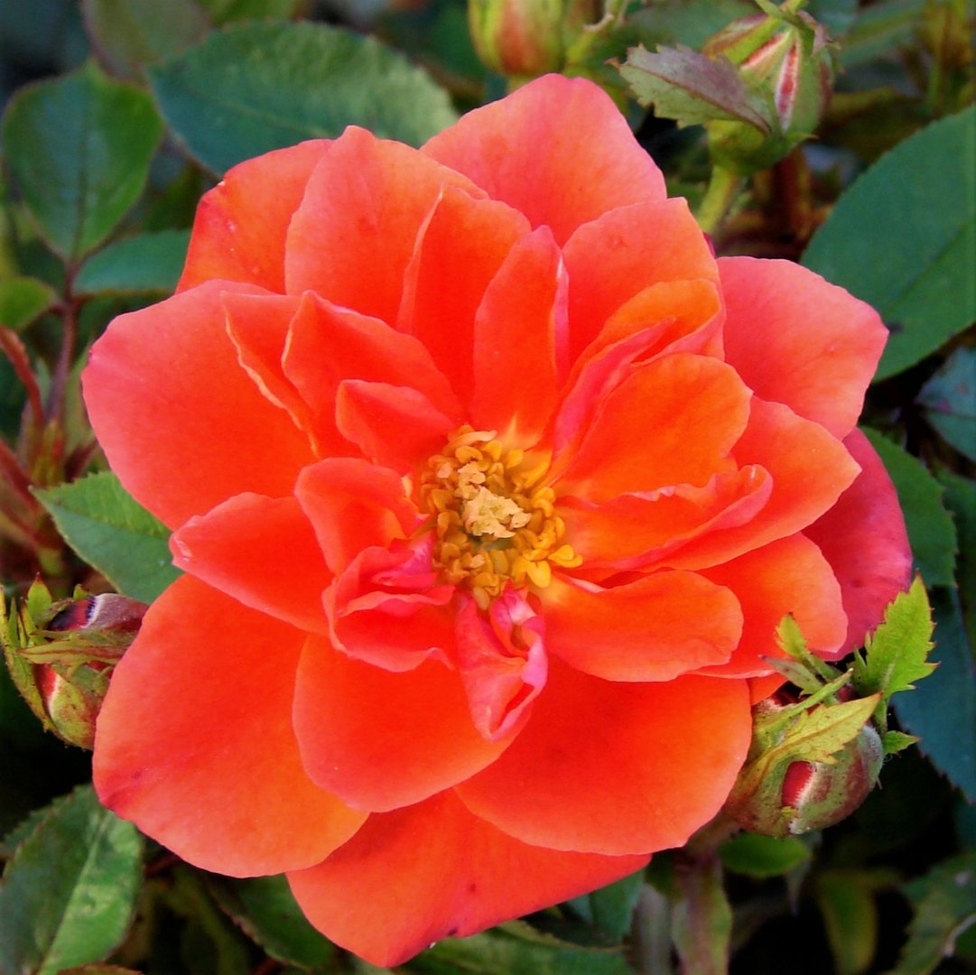 Hand in Hand Colin Gregory Roses Ltd