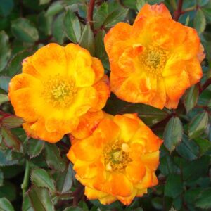 Tesori Dell'Caroline Bandiera Da Giardino Rose Gialle – 27,9x38,1 Cm – Double Face In Poliestere – Made In USA