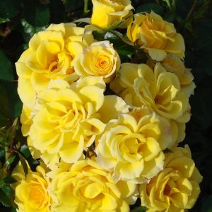 Flower Power Gold UK Potted Rose - Image 4