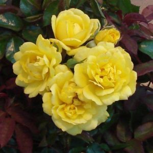Rockabye Baby UK Potted Rose - Image 3