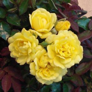 Rockabye Baby UK Potted Rose - Image 4