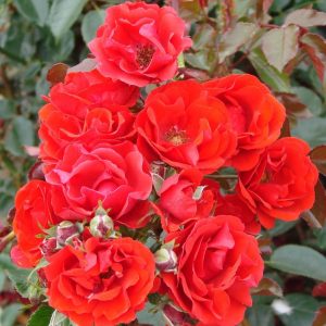Super Elfin UK Potted Rose - Image 3