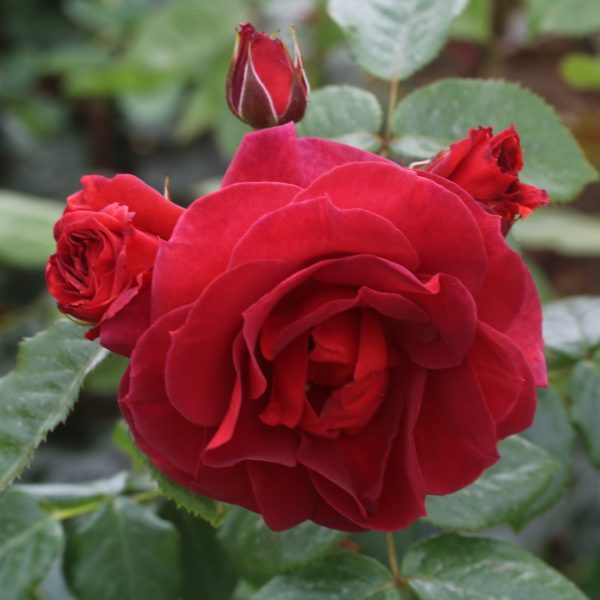 Chocoholic UK Potted Rose - Image 6