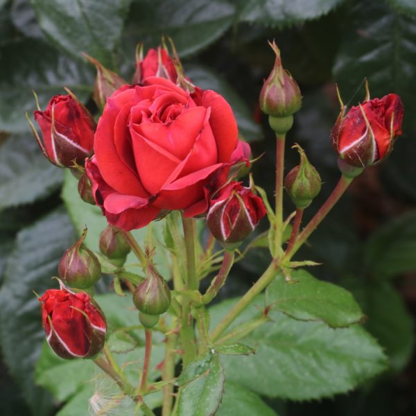 Chocoholic UK Potted Rose - Image 7