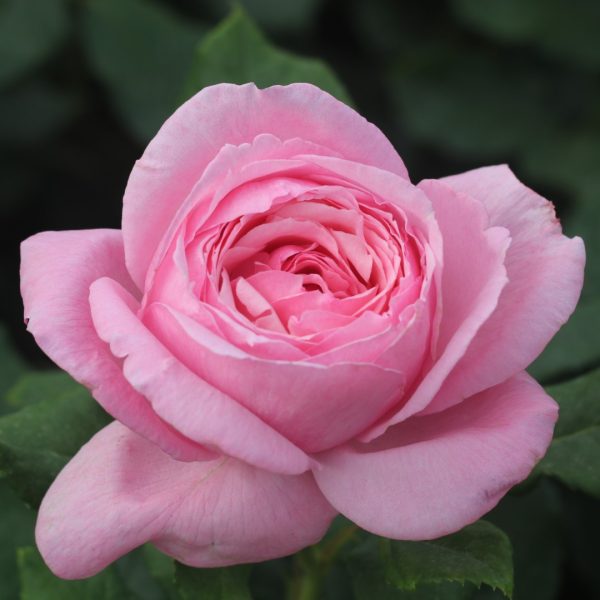 Kiss Me Kate UK Potted Rose - Image 2