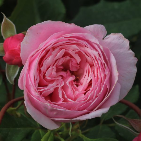 Kiss Me Kate UK Potted Rose - Image 3