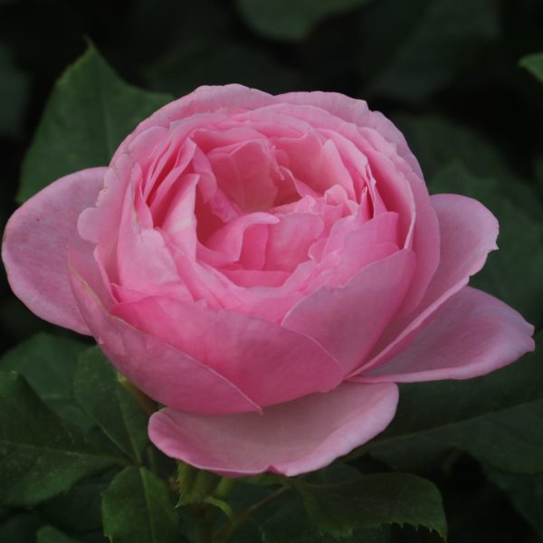 Kiss Me Kate UK Potted Rose - Image 4