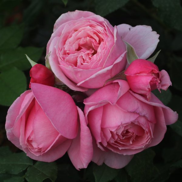 Kiss Me Kate UK Potted Rose - Image 5