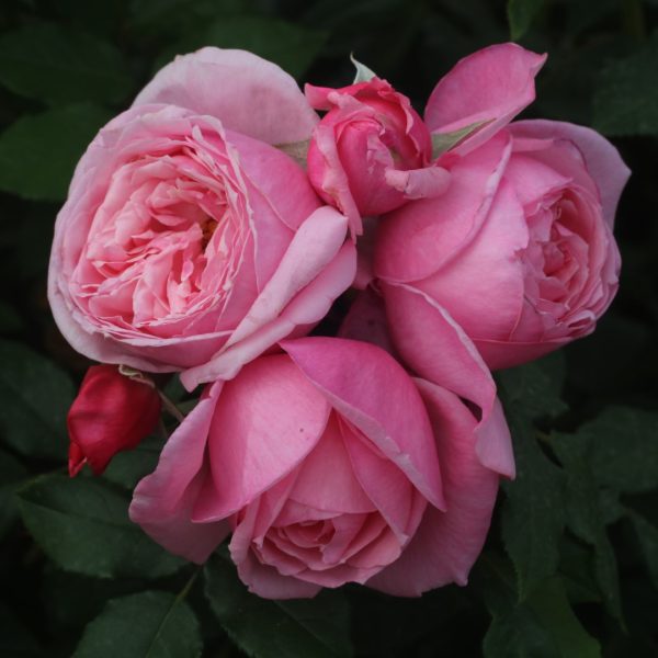 Kiss Me Kate UK Potted Rose - Image 6