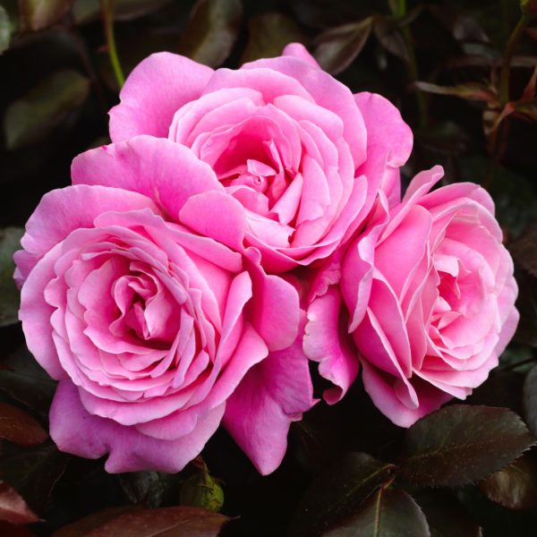 Kiss Me Kate UK Potted Rose - Image 7