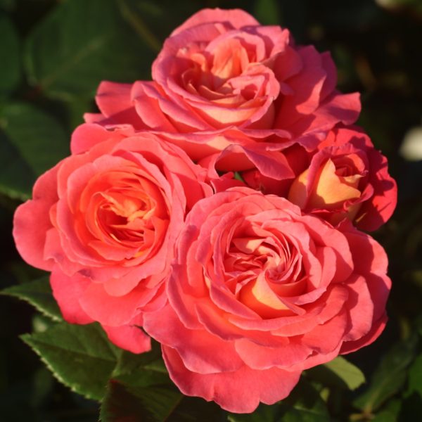 Dame Janet Baker UK Potted Rose - Image 5