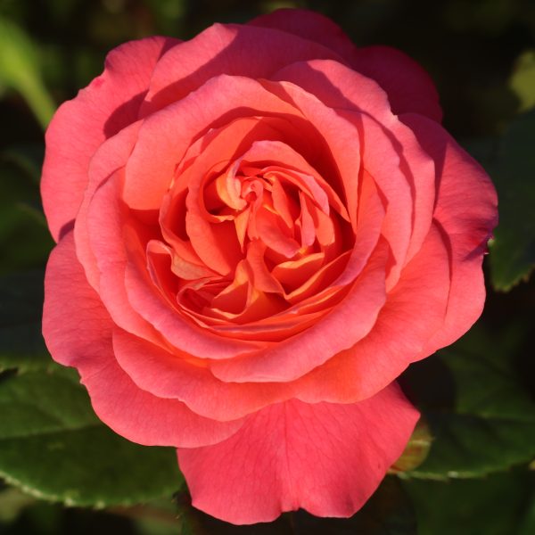 Dame Janet Baker UK Potted Rose