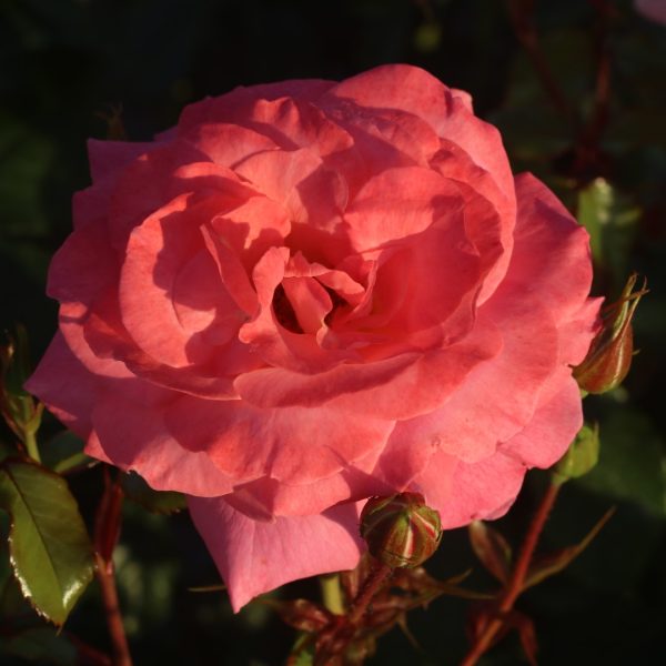 Dame Janet Baker UK Potted Rose - Image 2