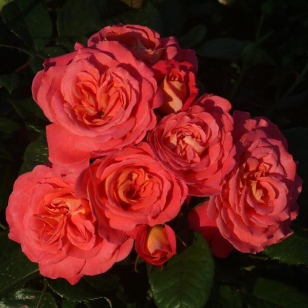 Dame Janet Baker UK Potted Rose - Image 7