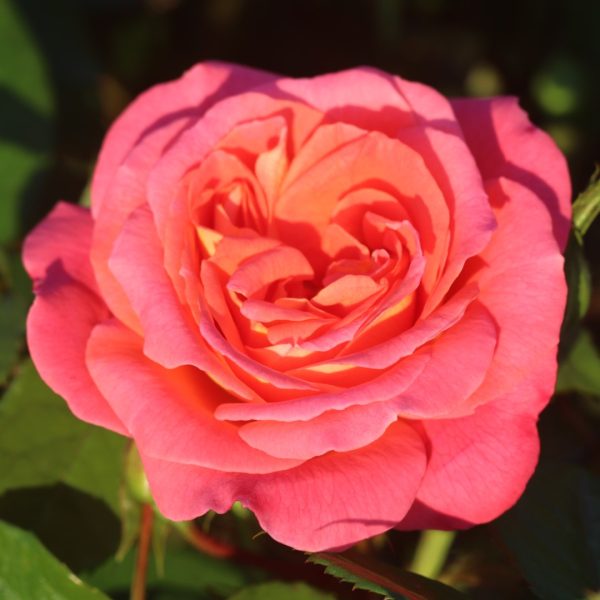 Dame Janet Baker UK Potted Rose - Image 8