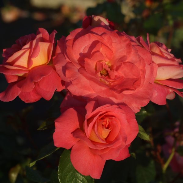 Dame Janet Baker UK Potted Rose - Image 3