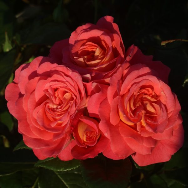 Dame Janet Baker UK Potted Rose - Image 4