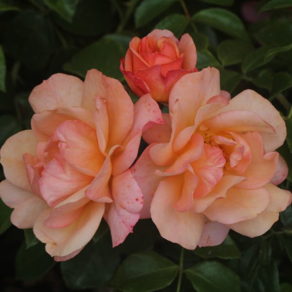 Lady Adriana UK Potted Rose