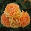Arizona Sun UK Potted Rose - Image 2