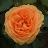 Arizona Sun UK Potted Rose - Image 3