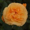 Arizona Sun UK Potted Rose - Image 4