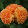 Arizona Sun UK Potted Rose - Image 5