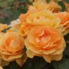 Arizona Sun UK Potted Rose - Image 6