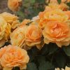 Arizona Sun UK Potted Rose - Image 7