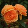 Arizona Sun UK Potted Rose