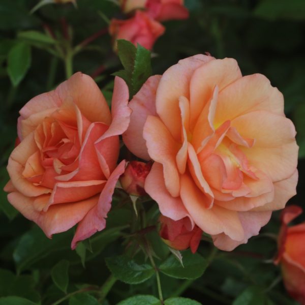 Lady Adriana UK Potted Rose - Image 7