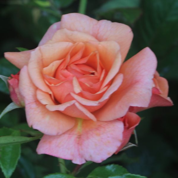 Lady Adriana UK Potted Rose - Image 8