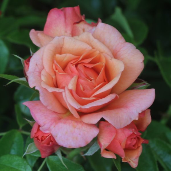 Lady Adriana UK Potted Rose - Image 9