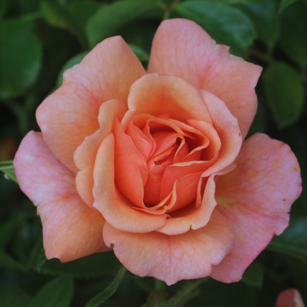 Lady Adriana UK Potted Rose - Image 2