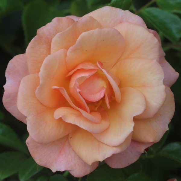 Lady Adriana UK Potted Rose - Image 3