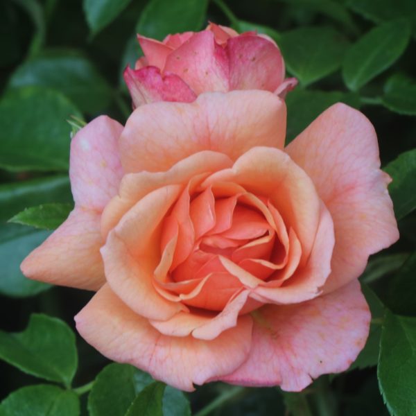 Lady Adriana UK Potted Rose - Image 4