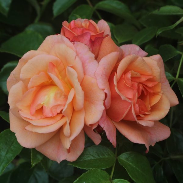 Lady Adriana UK Potted Rose - Image 5