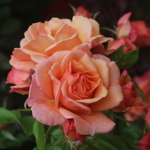 Lady Adriana UK Potted Rose - Image 6