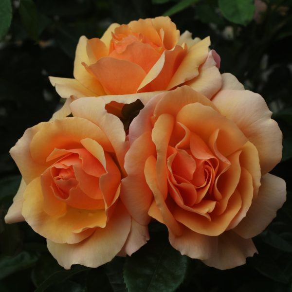 Perfect Pet UK Potted Rose - Image 2