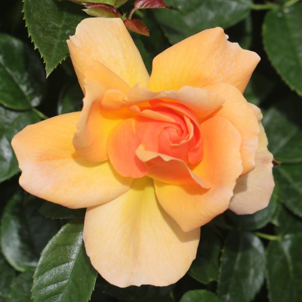 Perfect Pet UK Potted Rose - Image 3