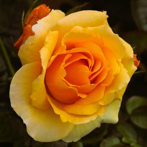 Perfect Pet UK Potted Rose