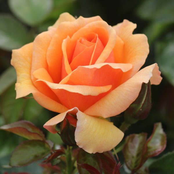 Perfect Pet UK Potted Rose - Image 4