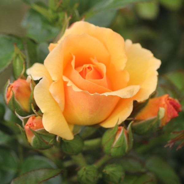 Perfect Pet UK Potted Rose - Image 5