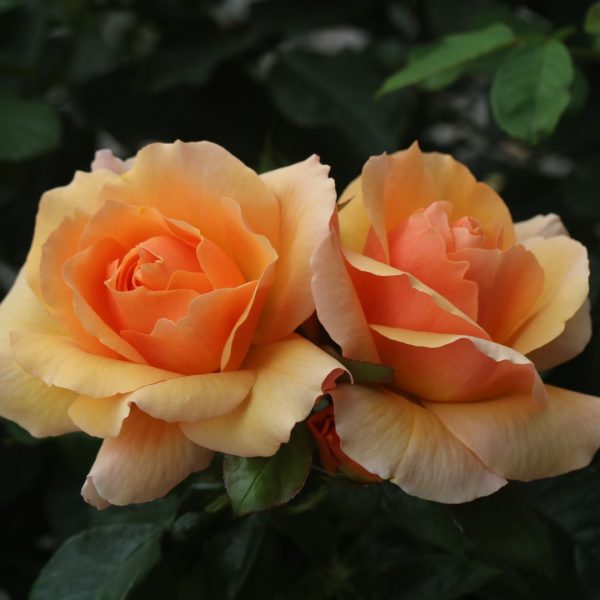 Perfect Pet UK Potted Rose - Image 6