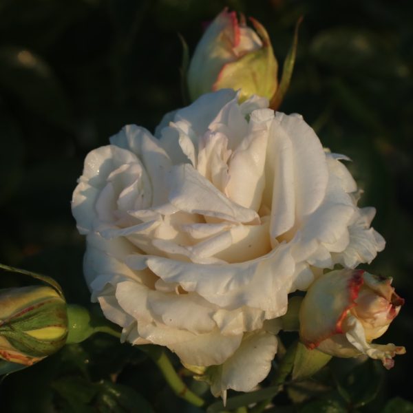 Peter James Richardson UK Potted Rose - Image 3