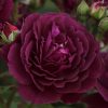 Twilight Zone UK Potted Rose